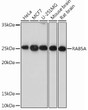 Western blot analysis of extracts of various cell lines, using RAB5AA Rabbit monoclonal antibody (STJ11101402) at 1：1000 dilution. Secondary antibody: HRP Goat Anti-Rabbit IgG (H+L) (STJS000856) at 1:10000 dilution. Lysates/proteins: 25 Mu g per lane. Blocking buffer: 3% nonfat dry milk in TBST. Detection: ECL Basic Kit. Exposure time: 30s.