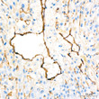 Immunohistochemistry analysis of paraffin-embedded Human liver tissue using CD105/Endoglin Rabbit monoclonal antibody (STJ11101546) at a dilution of 1:10000 (40x lens). High pressure antigen retrieval performed with 0. 01M Tris-EDTA Buffer (pH 9. 0) prior to immunohistochemistry staining.