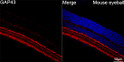 Confocal imaging of paraffin-embedded Mouse eye tissue using GAP43 Rabbit monoclonal antibody (STJ11101593, dilution 1:200) followed by a further incubation with Cy3 Goat Anti-Rabbit IgG (H+L) ( dilution 1:500) (Red). DAPI was used for nuclear staining (Blue). Objective: 40x. Perform high pressure antigen retrieval with 0. 01 M citrate buffer (pH 6. 0) prior to IF staining.