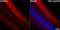 Confocal imaging of paraffin-embedded Rat eye tissue using GAP43 Rabbit monoclonal antibody (STJ11101593, dilution 1:200) followed by a further incubation with Cy3 Goat Anti-Rabbit IgG (H+L) ( dilution 1:500) (Red). DAPI was used for nuclear staining (Blue). Objective: 40x. Perform high pressure antigen retrieval with 0. 01 M citrate buffer (pH 6. 0) prior to IF staining.