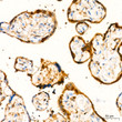 Immunohistochemistry analysis of paraffin-embedded human placenta using GST3/GSTP1 rabbit monoclonal antibody (STJ11101599) at dilution of 1:200 (40x lens). Perform high pressure antigen retrieval with 10 mM citrate buffer pH 6. 0 before commencing with immunohistochemistry staining protocol.