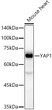 Western blot analysis of extracts of mouse heart, using YAP1 antibody (STJ11101671) at1:4000 dilution. Secondary antibody: HRP Goat Anti-rabbit IgG (H+L) (STJS000856) at 1:10000 dilution. Lysates/proteins: 25 Mu g per lane. Blocking buffer: 3% non-fat dry milk in TBST. Detection: ECL Basic Kit. Exposure time: 20s.