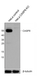 Anti-CASP8 antibody (200-300) [S2MR] (STJ11101692)