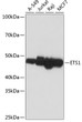 Western blot analysis of extracts of various cell lines, using ETS1 antibody (STJ11101723) at 1:1000 dilution. Secondary antibody: HRP Goat Anti-Rabbit IgG (H+L) (STJS000856) at 1:10000 dilution. Lysates/proteins: 25 Mu g per lane. Blocking buffer: 3% nonfat dry milk in TBST. Detection: ECL Basic Kit. Exposure time: 1min.