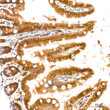 Immunohistochemistry analysis of ERK2 in paraffin-embedded mouse intestin tissue using ERK2 rabbit monoclonal antibody (STJ11101738) at a dilution of 1:200 (40x lens). High pressure antigen retrieval was performed with 0. 01 M citrate buffer (pH 6. 0) prior to immunohistochemistry staining.