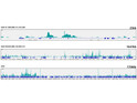 CUT&Tag was performed using the CUT&Tag Assay Kit (pAG-Tn5) for Illumina (RK20265) from 10⁵ K562 cells with 1 Mu g Ikaros rabbit monoclonal antibody (STJ11101900) , along with a Goat Anti-rabbit IgG (H+L). The CUT&Tag results indicate the enrichment pattern of Ikaros in representative gene loci (MICA) , as shown in figure.