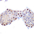 Immunohistochemistry analysis of LXR Alpha in paraffin-embedded mouse testis using LXR Alpha Rabbit monoclonal antibody (STJ11101976) at dilution of 1:100 (40x lens). Perform microwave antigen retrieval with 10 mM PBS buffer pH 7. 2 before commencing with immunohistochemistry staining protocol.