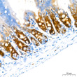 Immunohistochemistry analysis of paraffin-embedded mouse intestin using Stathmin 1 rabbit monoclonal antibody (STJ11102063) at dilution of 1:200 (40x lens). Perform high pressure antigen retrieval with 10 mM citrate buffer pH 6. 0 before commencing with immunohistochemistry staining protocol.