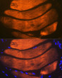 Immunofluorescence analysis of mouse bone marrow using Troponin I2 (Troponin I2 (TNNI2) ) Rabbit monoclonal antibody (STJ11102144) at dilution of 1:100 (40x lens). Blue: DAPI for nuclear staining. Immunofluorescence analysis of mouse bone marrow using Troponin I2 (Troponin I2 (TNNI2) ) Rabbit monoclonal antibody (STJ11102144) at dilution of 1:100 (40x lens). Blue: DAPI for nuclear staining.