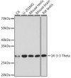 Western blot analysis of various lysates using 14-3-3 Theta Rabbit mAb (STJ11102399) at 1:1000 dilution. <br/>Secondary antibody: HRP-conjugated Goat anti-Rabbit IgG (H+L) (STJS000856) at 1:10000 dilution. <br/>Lysates/proteins: 25 Mu g per lane. <br/>Blocking buffer: 3% nonfat dry milk in TBST. <br/>Detection: ECL Basic Kit <br/>Exposure time: 10s.