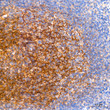 Immunohistochemistry analysis of paraffin-embedded Human tonsil tissue using CD82 Rabbit mAb (STJ11102466) at a dilution of 1:500 (40x lens). High pressure antigen retrieval performed with 0. 01M Tris-EDTA Buffer (pH 9. 0) prior to immunohistochemistry staining.