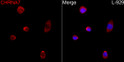 Immunofluorescence analysis of L-929 cells using CHRNA7 Rabbit polyclonal antibody (STJ111098) at a dilution of 1:200 (40x lens). Secondary antibody:Cy3 Goat Anti-Rabbit IgG (H+L) at 1:500 dilution. Blue: DAPI for nuclear staining.