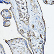 Immunohistochemistry analysis of CHRNA7 in paraffin-embedded human placenta using CHRNA7 Rabbit polyclonal antibody (STJ111098) at dilution of 1:100 (40x lens). Perform microwave antigen retrieval with 10 mM PBS buffer pH 7. 2 before commencing with immunohistochemistry staining protocol.