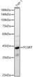 Western blot analysis of lysates from THP-1 cells, using FCGRT Rabbit pAb (STJ111283) at 1:400 dilution. <br/>Secondary antibody: HRP-conjugated Goat anti-Rabbit IgG (H+L) (STJS000856) at 1:10000 dilution. <br/>Lysates/proteins: 25 Mu g per lane. <br/>Blocking buffer: 3% nonfat dry milk in TBST. <br/>Detection: ECL Basic Kit <br/>Exposure time: 90s.