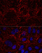 Confocal immunofluorescence analysis of U2OS cells using Septin 9 Rabbit pAb (STJ111369) at dilution of 1:100. Blue: DAPI for nuclear staining.