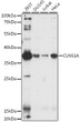 Western blot analysis of various lysates using CLNS1A Rabbit pAb (STJ111810) at 1:1000 dilution. <br/>Secondary antibody: HRP-conjugated Goat anti-Rabbit IgG (H+L) (STJS000856) at 1:10000 dilution. <br/>Lysates/proteins: 25 Mu g per lane. <br/>Blocking buffer: 3% nonfat dry milk in TBST. <br/>Detection: ECL Enhanced Kit <br/>Exposure time: 90s.