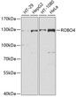 Western blot analysis of various lysates using ROBO4 Rabbit pAb (STJ111918) at 1:1000 dilution. <br/>Secondary antibody: HRP-conjugated Goat anti-Rabbit IgG (H+L) (STJS000856) at 1:10000 dilution. <br/>Lysates/proteins: 25 Mu g per lane. <br/>Blocking buffer: 3% nonfat dry milk in TBST. <br/>Detection: ECL Basic Kit <br/>Exposure time: 30s. Western blot analysis of various lysates using ROBO4 Rabbit pAb (STJ111918) at 1:1000 dilution. <br/>Secondary antibody: HRP-conjugated Goat anti-Rabbit IgG (H+L) (STJS000856) at 1:10000 dilution. <br/>Lysates/proteins: 25 Mu g per lane. <br/>Blocking buffer: 3% nonfat dry milk in TBST. <br/>Detection: ECL Basic Kit <br/>Exposure time: 30s.