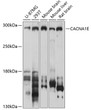 Western blot analysis of extracts of various cell lines, using CACNA1E antibody (STJ112241) at 1:1000 dilution. Secondary antibody: HRP Goat Anti-Rabbit IgG (H+L) (STJS000856) at 1:10000 dilution. Lysates/proteins: 25 Mu g per lane. Blocking buffer: 3% nonfat dry milk in TBST. Detection: ECL Basic Kit. Exposure time: 30s.