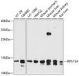 Western blot analysis of extracts of various cell lines, using RPS15A antibody (STJ112279) at 1:1000 dilution. Secondary antibody: HRP Goat Anti-Rabbit IgG (H+L) (STJS000856) at 1:10000 dilution. Lysates/proteins: 25 Mu g per lane. Blocking buffer: 3% nonfat dry milk in TBST. Detection: ECL Basic Kit. Exposure time: 30s.