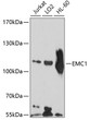 Western blot analysis of extracts of various cell lines, using EMC1 antibody (STJ112328) at 1:1000 dilution. Secondary antibody: HRP Goat Anti-Rabbit IgG (H+L) (STJS000856) at 1:10000 dilution. Lysates/proteins: 25 Mu g per lane. Blocking buffer: 3% nonfat dry milk in TBST. Detection: ECL Basic Kit. Exposure time: 90s.
