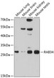 Western blot analysis of extracts of various cell lines, using RAB34 antibody (STJ112370) at 1:1000 dilution. Secondary antibody: HRP Goat Anti-Rabbit IgG (H+L) (STJS000856) at 1:10000 dilution. Lysates/proteins: 25 Mu g per lane. Blocking buffer: 3% nonfat dry milk in TBST. Detection: ECL Basic Kit. Exposure time: 90s.