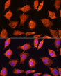 Immunofluorescence analysis of L929 cells using SEC11A Rabbit polyclonal antibody (STJ112570) at dilution of 1:100. Secondary antibody: Cy3 Goat Anti-Rabbit IgG (H+L) at 1:500 dilution. Blue: DAPI for nuclear staining.
