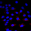 Anti-CASP3 antibody (6-105) (STJ113073)