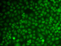 Immunofluorescence analysis of A549 cells using GADD45A Rabbit pAb (STJ113355). Secondary antibody: Cy3-conjugated Goat anti-Rabbit IgG (H+L) (STJS001166) at 1:500 dilution.