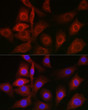 Immunofluorescence analysis of NIH/3T3 cells using BiP/GRP78 Rabbit polyclonal antibody (STJ113776) at dilution of 1:100 (40x lens). Blue: DAPI for nuclear staining.