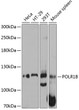 Western blot analysis of various lysates using POLR1B Rabbit polyclonal antibody (STJ113935) at 1:3000 dilution. Secondary antibody: HRP Goat Anti-Rabbit IgG (H+L) (STJS000856) at 1:10000 dilution. Lysates/proteins: 25 Mu g per lane. Blocking buffer: 3% nonfat dry milk in TBST. Detection: ECL Basic Kit. Exposure time: 10s.