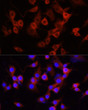 Immunofluorescence analysis of PC-12 cells using Alpha-1 Antitrypsin (Alpha-1 Antitrypsin (SERPINA1) ) antibody (STJ114355) at dilution of 1:100 (40x lens). Blue: DAPI for nuclear staining.