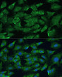 Immunofluorescence analysis of C6 cells using [KO Validated] SHP2 Rabbit polyclonal antibody (STJ114360) at dilution of 1:100. Blue: DAPI for nuclear staining.