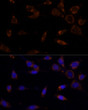 Immunofluorescence analysis of NIH-3T3 cells using [KO Validated] MTCH2 Rabbit polyclonal antibody (STJ114800) at dilution of 1:100 (40x lens). Secondary antibody: Cy3 Goat Anti-Rabbit IgG (H+L) at 1:500 dilution. Blue: DAPI for nuclear staining.