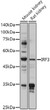Western blot analysis of extracts of various cell lines, using IRF3 antibody (STJ114901) at 1:1000 dilution. Secondary antibody: HRP Goat Anti-rabbit IgG (H+L) at 1:10000 dilution. Lysates/proteins: 25ug per lane. Blocking buffer: 3% nonfat dry milk in TBST. Detection: ECL Basic Kit. Exposure time: 30s.