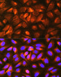 Immunofluorescence analysis of U-2 OS cells using LRPAP1 Rabbit polyclonal antibody (STJ114993) at dilution of 1:100 (40x lens). Secondary antibody: Cy3 Goat Anti-Rabbit IgG (H+L) at 1:500 dilution. Blue: DAPI for nuclear staining.