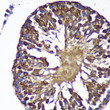 Immunohistochemistry analysis of SENP1 in paraffin-embedded Rat testis using SENP1 Rabbit polyclonal antibody (STJ115053) at dilution of 1:100 (40x lens). Perform microwave antigen retrieval with 10 mM PBS buffer pH 7. 2 before commencing with immunohistochemistry staining protocol.