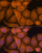 Immunofluorescence analysis of HeLa cells using ZC3H7A Rabbit polyclonal antibody (STJ115156) at dilution of 1:100. Secondary antibody: Cy3 Goat Anti-Rabbit IgG (H+L) at 1:500 dilution. Blue: DAPI for nuclear staining.