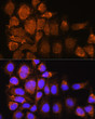 Immunofluorescence analysis of HeLa cells using SYNE3 Rabbit polyclonal antibody (STJ115203) at dilution of 1:100. Secondary antibody: Cy3 Goat Anti-Rabbit IgG (H+L) at 1:500 dilution. Blue: DAPI for nuclear staining.