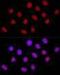 Confocal immunofluorescence analysis of U-2 OS cells using CTCF Rabbit polyclonal antibody (STJ115237) at dilution of 1:100. Blue: DAPI for nuclear staining.