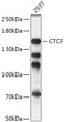 Western blot analysis of lysates from 293T cells, using CTCF Rabbit polyclonal antibody (STJ115237) at 1:1000 dilution. Secondary antibody: HRP Goat Anti-Rabbit IgG (H+L) (STJS000856) at 1:10000 dilution. Lysates/proteins: 25 Mu g per lane. Blocking buffer: 3% nonfat dry milk in TBST. Detection: ECL Basic Kit. Exposure time: 5s.
