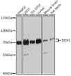 Western blot analysis of extracts of various cell lines, using DDX5 antibody (STJ115258) at 1:2000 dilution. Secondary antibody: HRP Goat Anti-Rabbit IgG (H+L) (STJS000856) at 1:10000 dilution. Lysates/proteins: 25 Mu g per lane. Blocking buffer: 3% nonfat dry milk in TBST. Detection: ECL Basic Kit. Exposure time: 5s.
