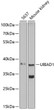 Western blot analysis of various lysates using UBIAD1 Rabbit pAb (STJ115382) at 1:500 dilution. <br/>Secondary antibody: HRP-conjugated Goat anti-Rabbit IgG (H+L) (STJS000856) at 1:10000 dilution. <br/>Lysates/proteins: 25 Mu g per lane. <br/>Blocking buffer: 3% nonfat dry milk in TBST. <br/>Detection: ECL Enhanced Kit <br/>Exposure time: 60s.