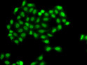 Immunofluorescence analysis of A549 cells using PHF11 antibody (STJ115387).