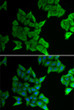Immunofluorescence analysis of HeLa cells using GJA5 antibody (STJ115455). Blue: DAPI for nuclear staining.