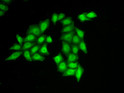 Immunofluorescence analysis of HeLa cells using SSRP1 antibody (STJ115595).