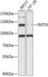 Western blot analysis of extracts of various cell lines, using INTS5 antibody (STJ115605) at 1:1000 dilution. Secondary antibody: HRP Goat Anti-Rabbit IgG (H+L) (STJS000856) at 1:10000 dilution. Lysates/proteins: 25 Mu g per lane. Blocking buffer: 3% nonfat dry milk in TBST. Detection: ECL Basic Kit. Exposure time: 90s.
