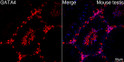 Confocal imaging of paraffin-embedded Mouse testis tissue using GATA4 Rabbit polyclonal antibody (STJ115704, dilution 1:200) followed by a further incubation with Cy3 Goat Anti-Rabbit IgG (H+L) ( dilution 1:500) (Red). DAPI was used for nuclear staining (Blue). Objective: 40x. Perform high pressure antigen retrieval with 0. 01 M citrate buffer (pH 6. 0) prior to IF staining.
