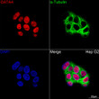 Confocal imaging of Hep G2 cells using GATA4 Rabbit polyclonal antibody (STJ115704, dilution 1:200) followed by a further incubation with Cy3 Goat Anti-Rabbit IgG (H+L) ( dilution 1:500) (Red). The cells were counterstained with Alpha-Tubulin Mouse monoclonal antibody ( dilution 1:400) followed by incubation with ABflo® 488-conjugated Goat Anti-Mouse IgG (H+L) antibody ( dilution 1:500) (Green). DAPI was used for nuclear staining (Blue). Objective: 100x.
