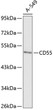 Western blot analysis of extracts of A-549 cells, using CD55 antibody (STJ115854) at 1:1000 dilution. Secondary antibody: HRP Goat Anti-Rabbit IgG (H+L) (STJS000856) at 1:10000 dilution. Lysates/proteins: 25 Mu g per lane. Blocking buffer: 3% nonfat dry milk in TBST.