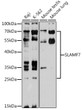 Western blot analysis of extracts of various cell lines, using SLAMF7 antibody (STJ116079) at 1:1000 dilution. Secondary antibody: HRP Goat Anti-Rabbit IgG (H+L) (STJS000856) at 1:10000 dilution. Lysates/proteins: 25 Mu g per lane. Blocking buffer: 3% nonfat dry milk in TBST. Detection: ECL Basic Kit. Exposure time: 60s.